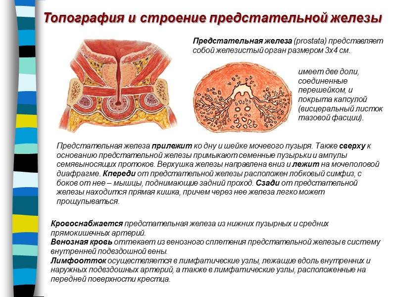 Топография и строение предстательной железы Предстательная железа прилежит ко дну и шейке мочевого пузыря.
